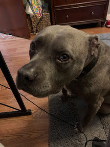 Meet your Posher, Dante